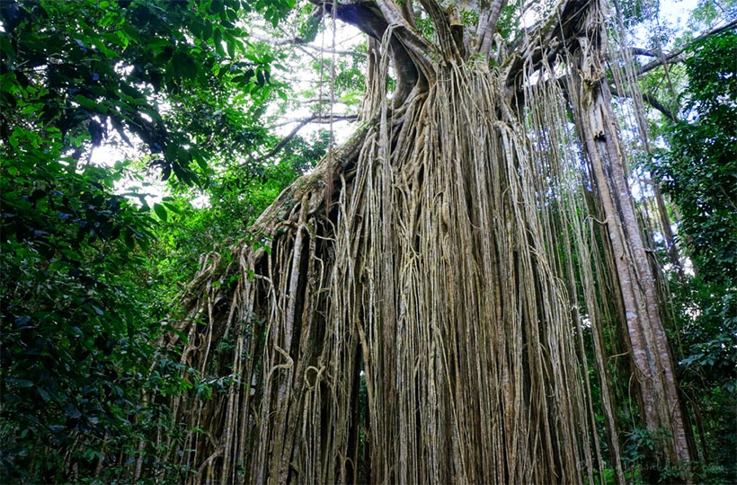 Curtain Fig Tree