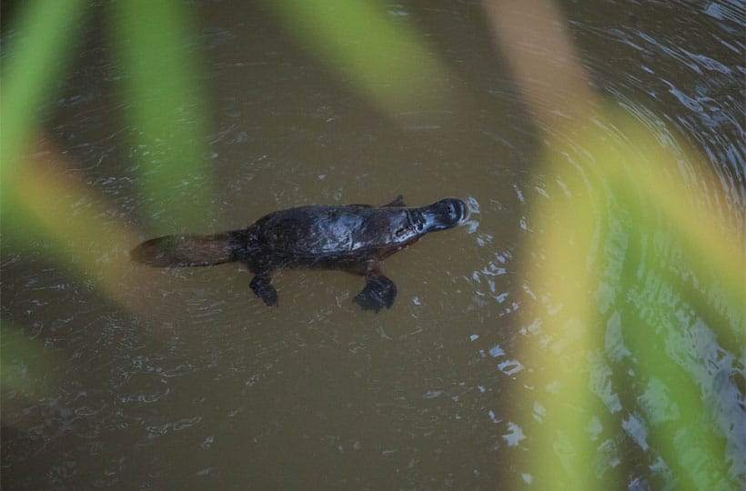 Platypus Viewing