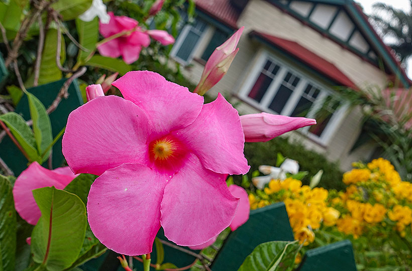 Blooms Around Yungaburra's Streets